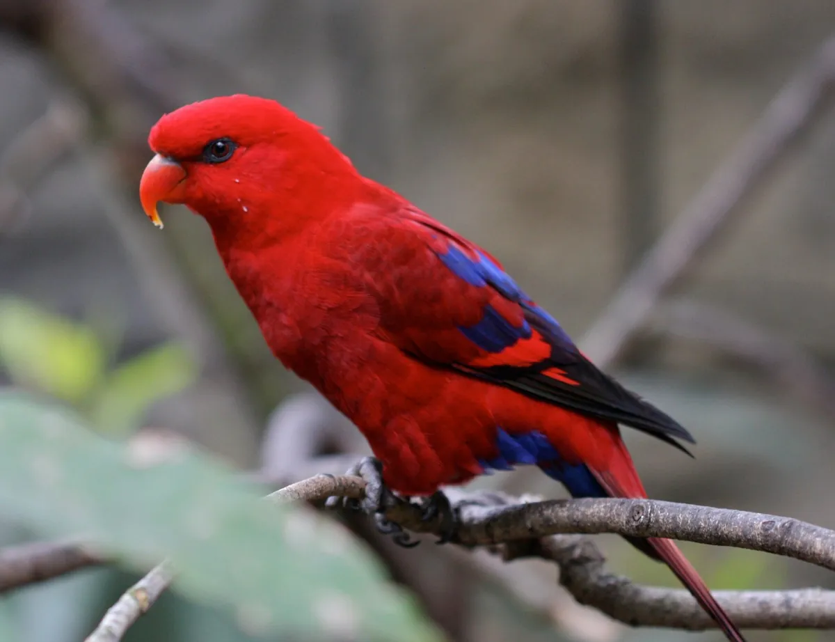 Loro comiendo frutas y semillas